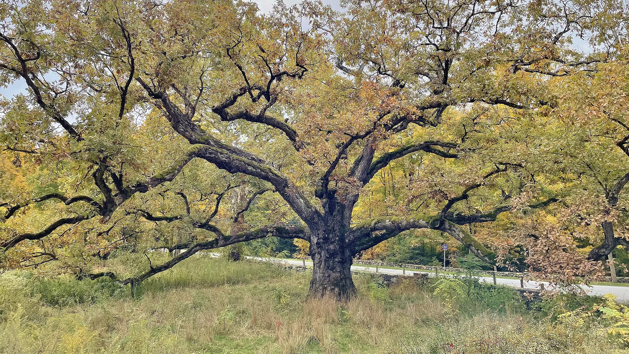 Large and old oak tree with sprawling branches. Click to purchase Bedford, New York subscriptions.